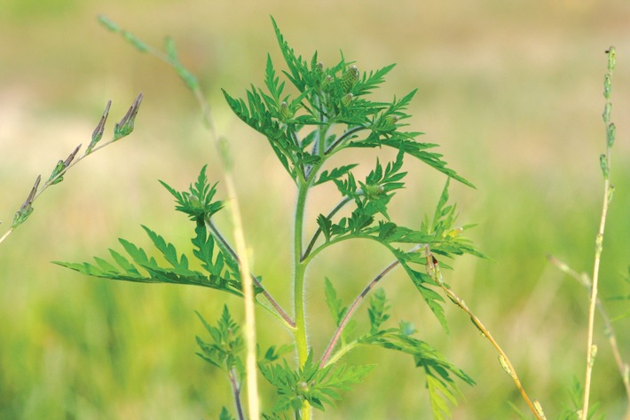 Communiqué de presse: La floraison de l