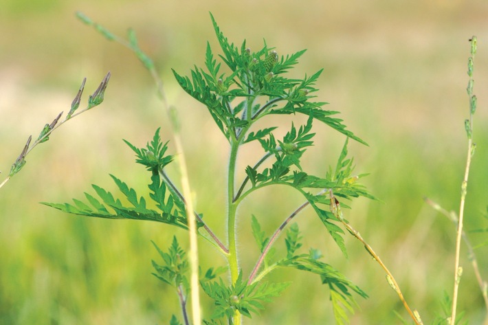 Communiqué de presse: La floraison de l&#039;ambroisie commence