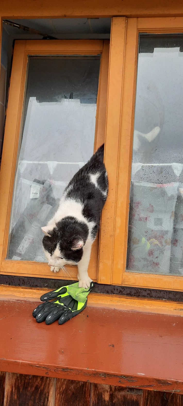 FW-EN: Katze aus misslicher Lage befreit