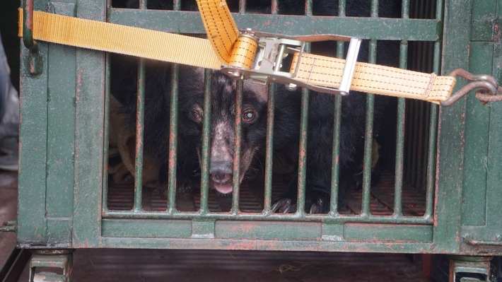 20 ans de souffrance: QUATRE PATTES sauve d