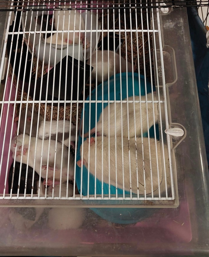 BPOL NRW: Mit 15 Ratten gestapelt im Käfig durch Europa - Bundespolizei rettet Tiere in Essen