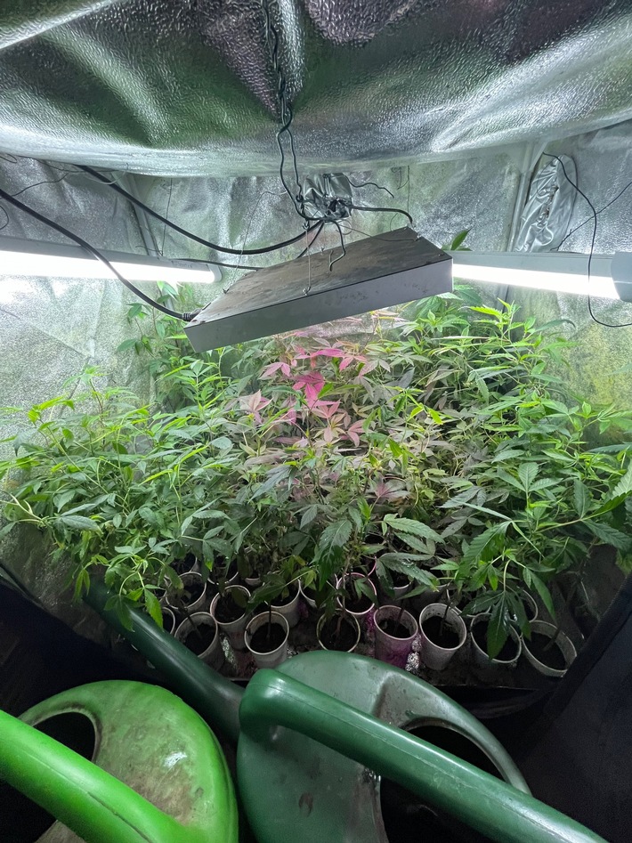 POL-AC: Cannabisplantage gefunden