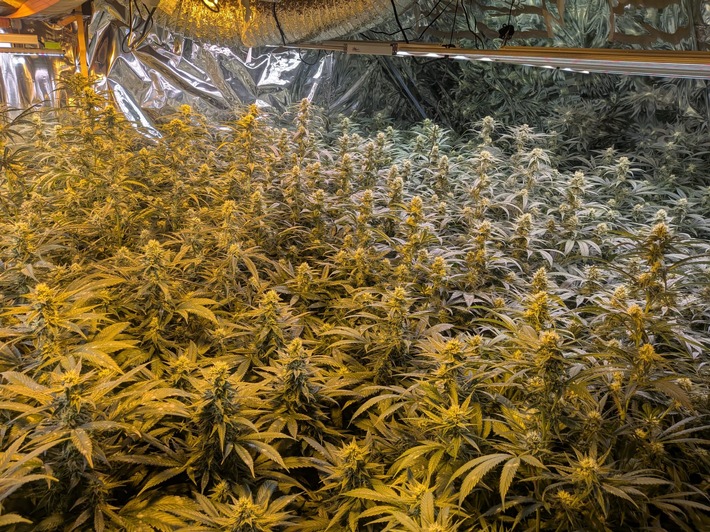 POL-SI: Polizei hebt Cannabisplantage aus- #polsiwi