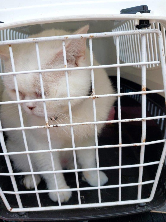 BPOLI C: Erneuter Tiertransport an Grenze festgestellt
