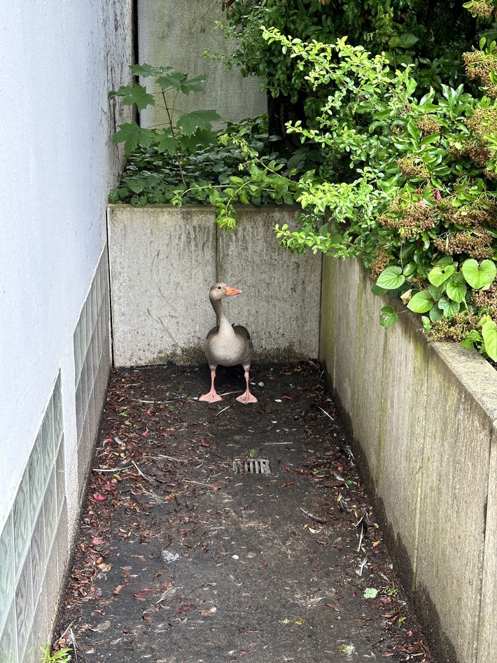 FW Helmstedt: Gans aus Lichtschacht