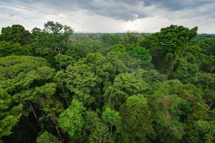 GettyImages-lavera Waldschutzprojekt im Amazonasgebiet Peru-Tambopata.jpeg