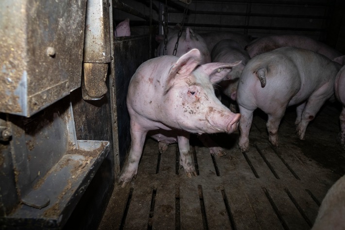 Nach Aufdeckung von Tierquälerei: Amtsgericht Hameln verurteilt skrupellosen Schweinemäster zu hoher Geldstrafe &amp; Vorstrafe - Veterinäramt spricht Tierhalteverbot aus