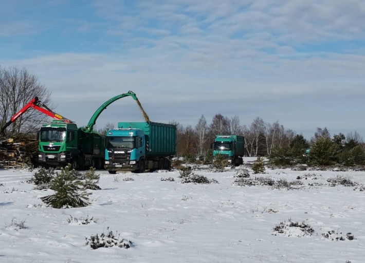 DBU-Naturerbe beauftragt Landschaftspflege durch Holzeinschlag auf der DBU-Naturerbefläche Prösa