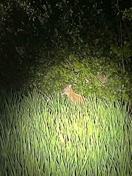 POL-BOR: Ahaus-Ottenstein - Wallaby eingefangen