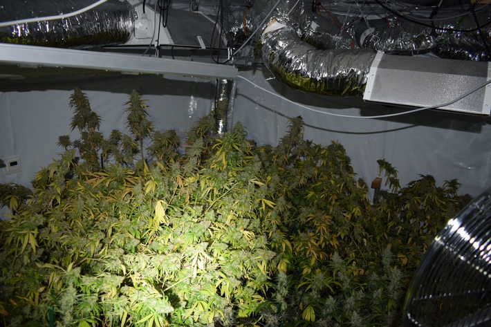 POL-REK: 201116-3: Fund von Cannabispflanzen - Kerpen