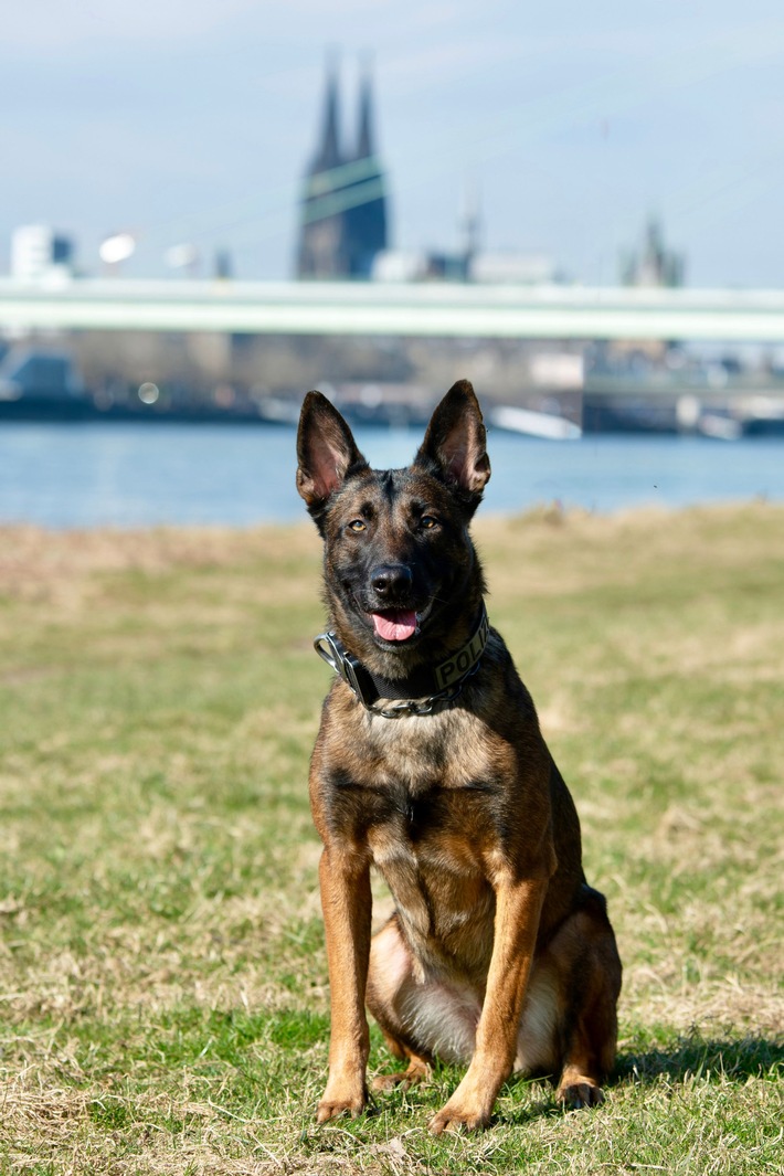 POL-K: 260407-1-K Diensthund "Ciri" spürt flüchtigen Rollerdieb im Gebüsch auf - Festnahme