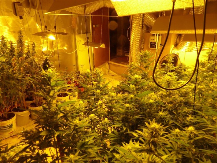 ZOLL-F: Cannabis-Indoorplantage im Landkreis Neuwied sichergestellt - zwei Tatverdächtige festgenommen