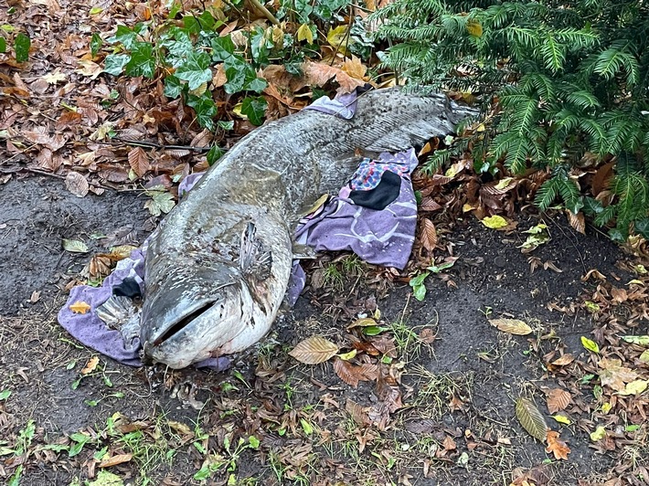 POL-HL: Lübeck - St. Lorenz Nord /Woher kommt der Fisch?