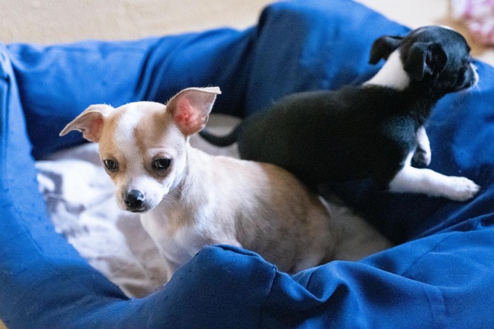 Nouvelle réglementation européenne pour lutter contre le commerce illégal de chiens et de chats