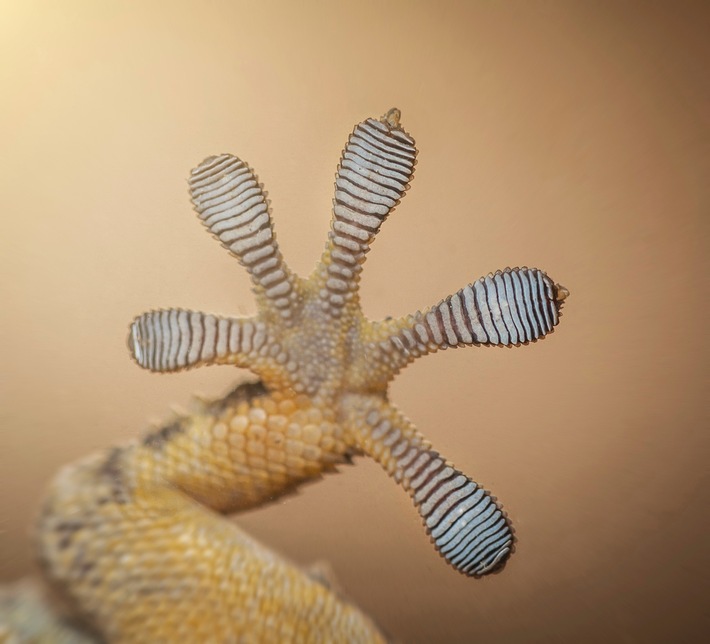 Wenn der Gecko die Antwort kennt: Ford lässt sich für nachhaltige Lösungen von der Natur inspirieren (FOTO)