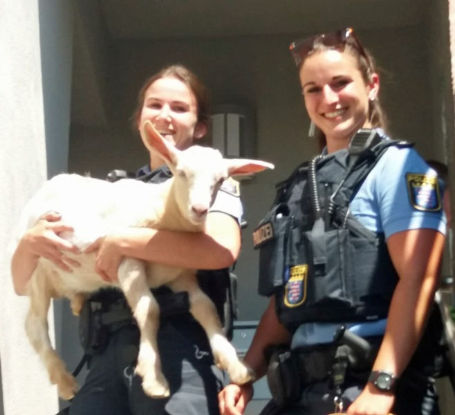 POL-KS: Tierischer Einsatz in Wolfsanger: Polizisten fangen ausgebüxte Ziegen ein