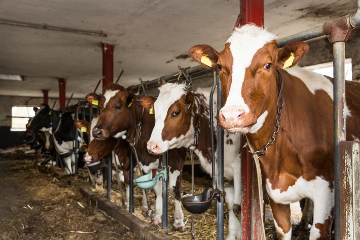 «Il faut réduire le cheptel» - Déclaration de QUATRE PATTES sur le dernier rapport du Groupe d