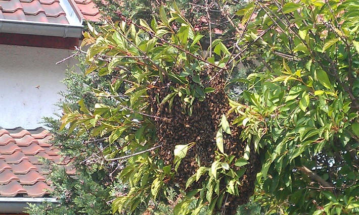 POL-PDLU: (Frankenthal) - Bienenschwarm