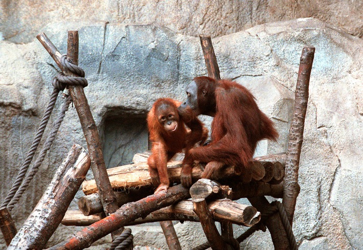 Zoo-Woche im MDR: Spezial zu 25 Jahren Pongoland und dritte Staffel „Elefant, Tiger & Kids“
