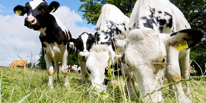 Bio-Milchviehhaltung: Lösungen für das Kälberproblem