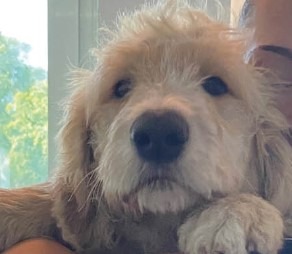 POL-RBK: Bergisch Gladbach - Besitzer eines herrenlosen Hundes gesucht