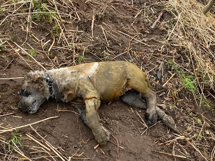 POL-HST: Toter Hund gefunden - Polizei sucht Zeugen