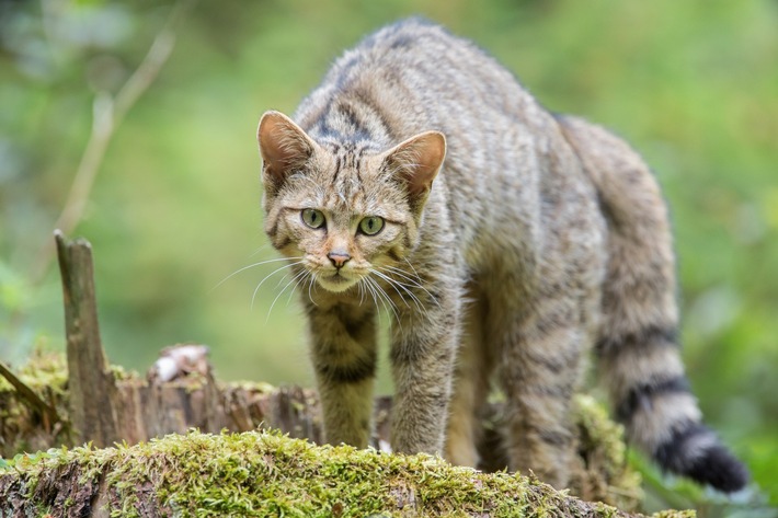 ++ Weltkatzentag: So schützen Katzenhaltende Wildkatzen | BUND und Tierschutzbund fordern eine bundesweite Kastrationspflicht für Freigängerkatzen ++