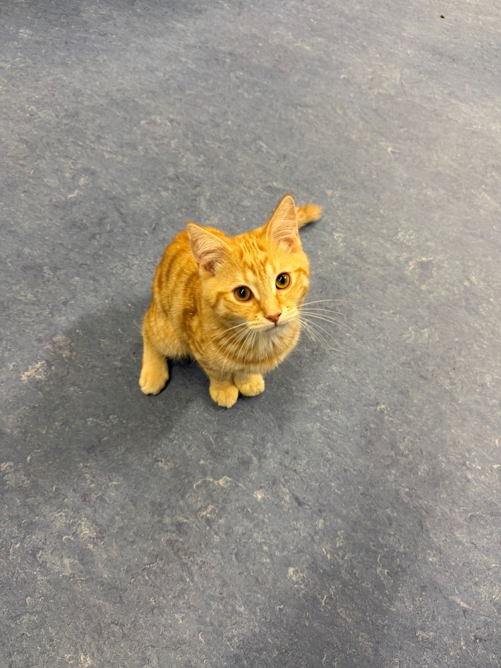 POL-MA: Schwetzingen / Rhein-Neckar-Kreis: Fundkatze zugelaufen - Besitzer gesucht!