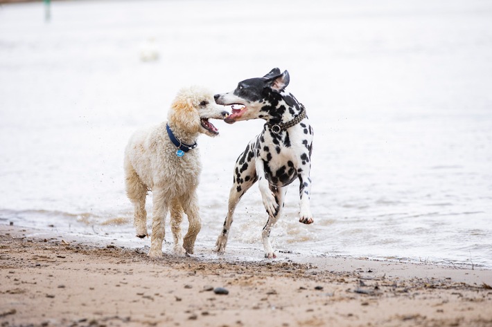 Risikogerechter Schutz für jeden Hund