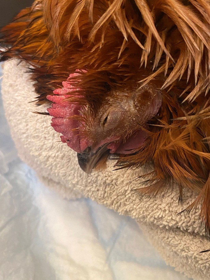 POL-SE: Gönnebek - Unbekannte legen tote Kaninchen im Schulwald ab - Polizei hofft auf Zeugenhinweise