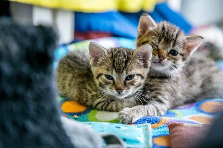 "Killer oder Kuscheltier?" Katzen im Fokus von "planet e." im ZDF (FOTO)