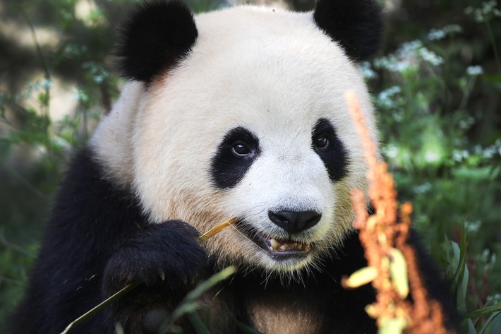 Panda, Merkel & Co. - Panda-Präsentation live im rbb Fernsehen