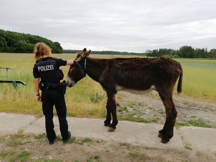 POL-NB: Esel auf Abwegen in Eggesin