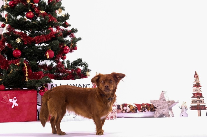 Haustierfreundliche Festtage