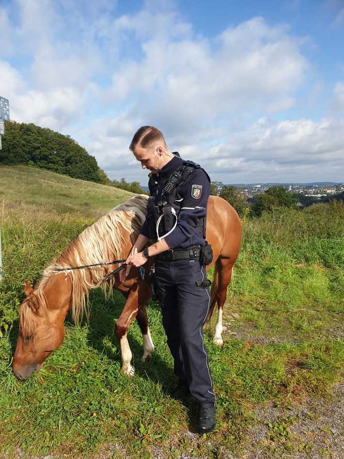 POL-HA: Wildes Eilpe - Polizist fängt entlaufenes Pferd
