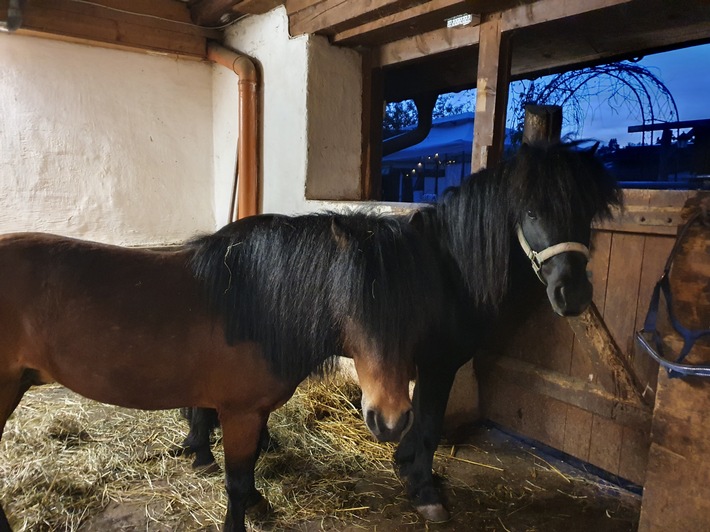 POL-KN: (Donaueschingen-Aufen / Schwarzwald-Baar-Kreis) Zugelaufene Shetland-Ponys (07.05.2020)