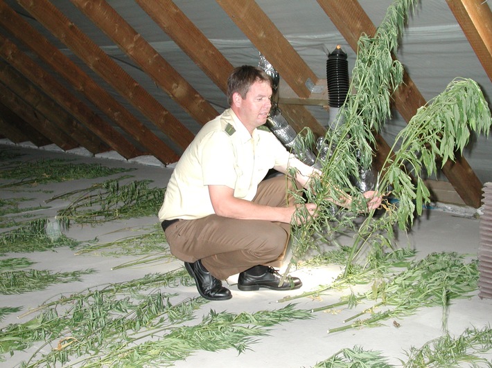 POL-HOL: Gartenkolonie im Bereich Golmbach: Cannabispflanzen angebaut -Polizei ermittelt wegen des Verstoßes gegen das Betäubungsmittelgesetz-