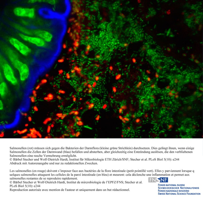 FNS: Image du mois mai: Agents pathogènes: la stratégie des salmonelles pour occuper l&#039;intestin