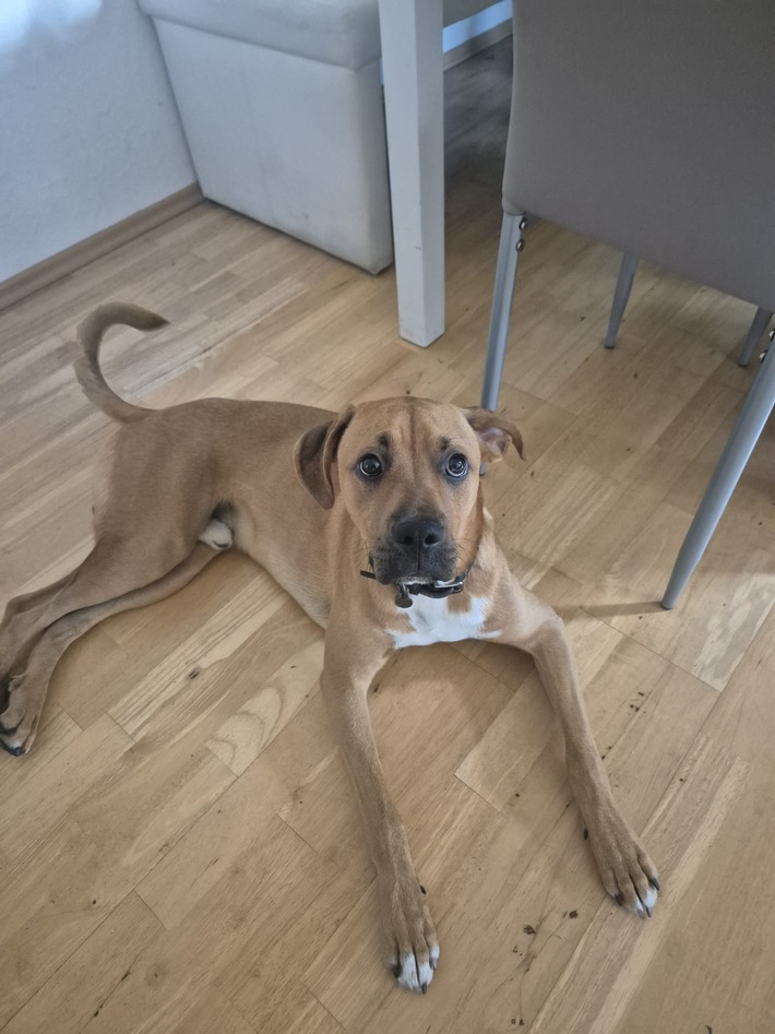POL-WHV: Diebstahl eines Boxer-Mischling beim LIDL-Markt Varel - Zeugen gesucht