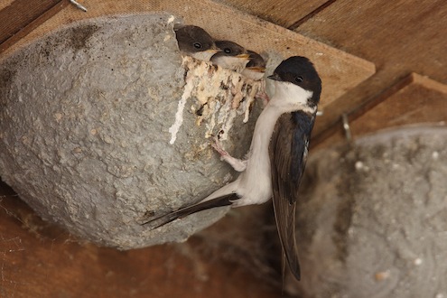 PM Nach jahrzehntelanger Abwesenheit: Mehlschwalben kehren nach Gut Herbigshagen zurück