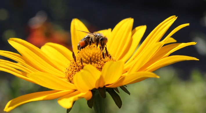 &quot;More than honey&quot; - mehr als noch ein Film zum Bienensterben
und nicht nur für Imker sehenswert (BILD)