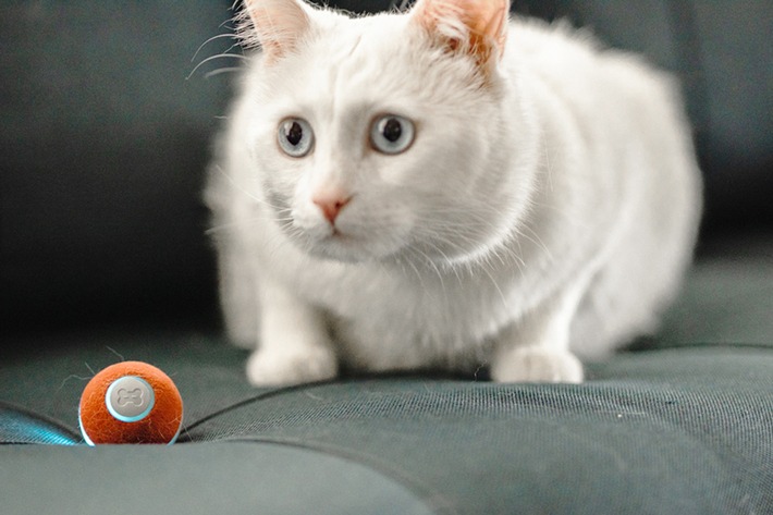 Elektronisches Katzenspielzeug zum Jagen und Austoben - neue Version bekommt viel Applaus