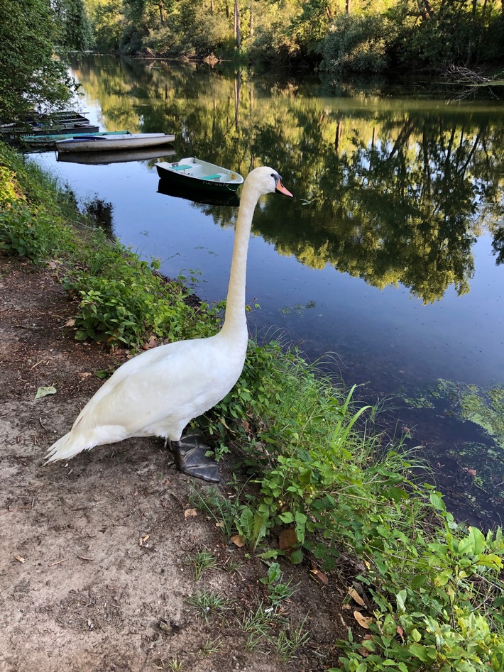 POL-PDLD: Schwan auf Abwegen