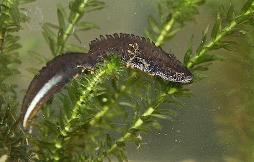 PM Wasserdrache aufgetaucht: Seltener Kammmolch an der niedersächsischen Nette gesichtet