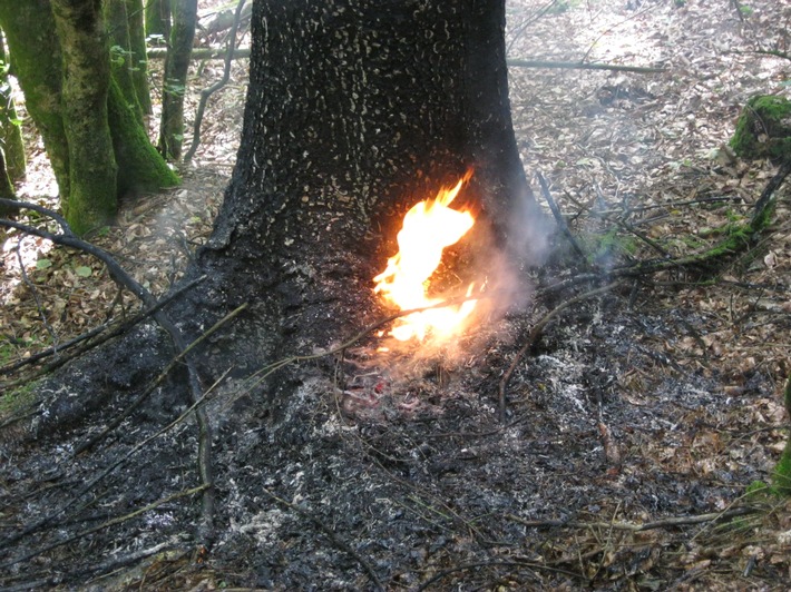 POL-PDPS: Mehrere Fälle versuchter Brandstiftung im Waldgebiet "Clauser Tal"