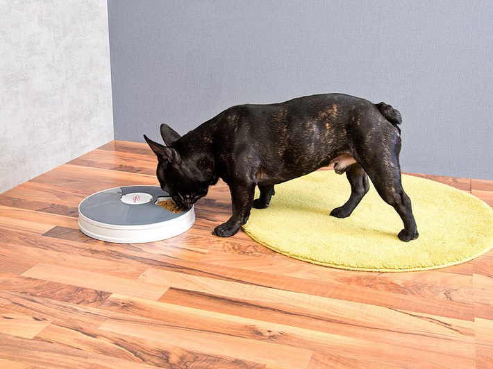 Zum Tag des Hundes am 26.08.2024: infactory Zeitgesteuerter 6-fach-Katzen- & Hunde-Futterspender