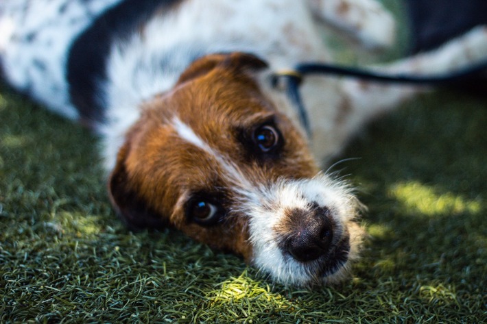 Communiqué de presse: Statistique PSA de la protection des animaux 2021 – 10 pour cent en plus d