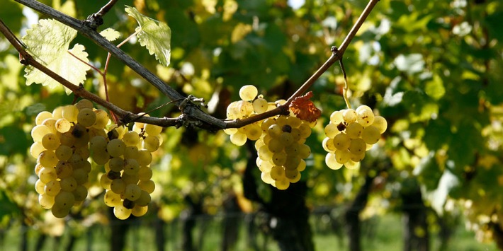 Weinbau: Präzisere Pilz-Bekämpfung durch Digitalisierung