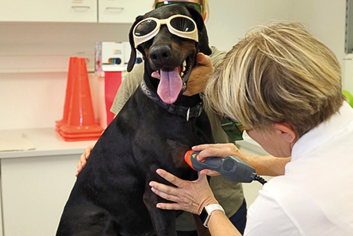 Weltelite der veterinärmedizinischen Rehabilitations- und Sportmedizin trifft sich in Gent - Langerwartetes Standardwerk wird von Hauptautoren präsentiert