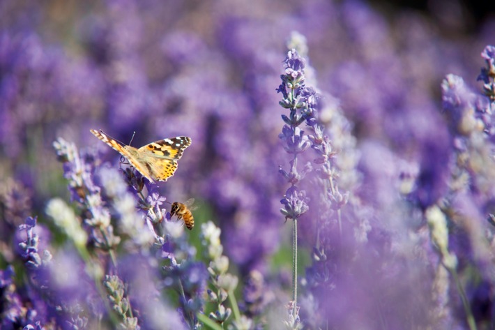 Mit Lavendel entspannt den Sommer genießen / Das duftende Kraut ist so wirksam wie Medikamente - &quot;Sommer-Rezepte&quot; für entspannten Schlaf und gepflegte Haut